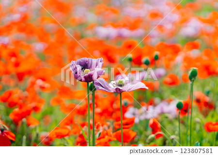 Vibrant purple opium poppy blooming against red flowers Vibrant purple opium poppy blooming against red flowers 123807581