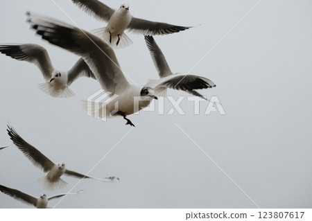 Flock of Seagulls Soaring Gracefully Across the Overcast Sky Above Ocean View 123807617