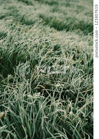 Frosty Grass Under the Gentle Morning Light of a Chilly Winter Day in Natures 123807619