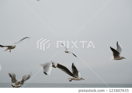 Seagulls gracefully soaring high above the ocean waves on gloomy, overcast day 123807635