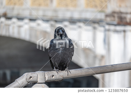 Crow (jungle crow) Crow (jungle crow) 123807650