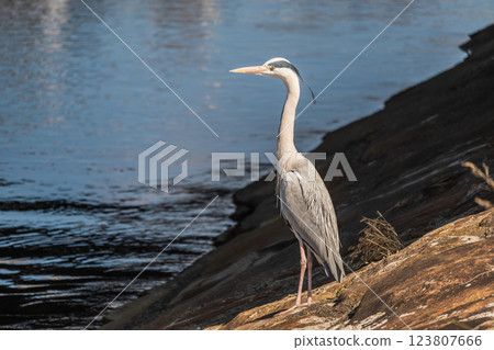 A grey heron standing on the bank of the Kamo River, Kyoto City 123807666