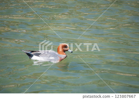 Male Wigeon swimming in the river Male Wigeon swimming in the river 123807667