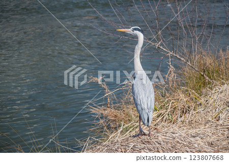 Grey Heron, Kamogawa River, Kyoto City 123807668