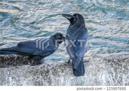 一隻烏鴉(大嘴烏鴉)站在河岸上 一隻烏鴉(大嘴烏鴉)站在河岸上 123807680