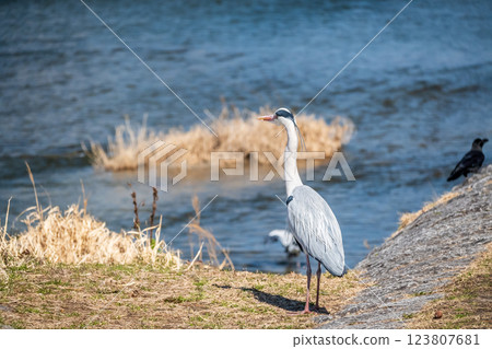 Grey Heron, Kamogawa River, Kyoto City 123807681