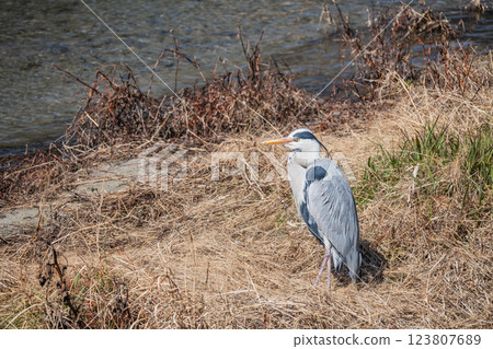 Grey Heron, Kamogawa River, Kyoto City Grey Heron, Kamogawa River, Kyoto City 123807689