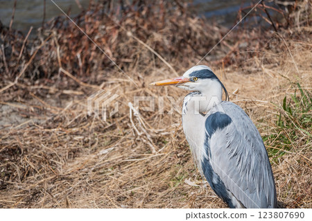 Grey Heron, Kamogawa River, Kyoto City 123807690