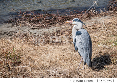 Grey Heron, Kamogawa River, Kyoto City Grey Heron, Kamogawa River, Kyoto City 123807691