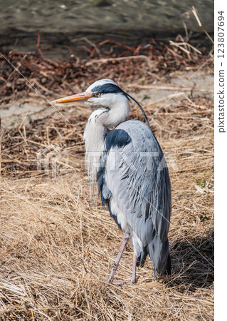 Grey Heron, Kamogawa River, Kyoto City Grey Heron, Kamogawa River, Kyoto City 123807694