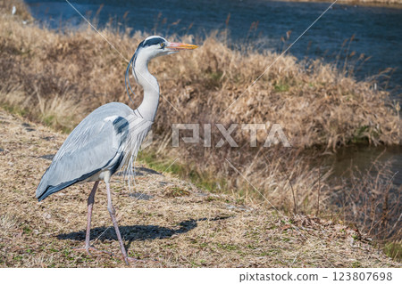 京都市灰鷺鴨川 123807698