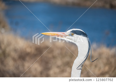 Grey Heron, Kamogawa River, Kyoto City 123807702