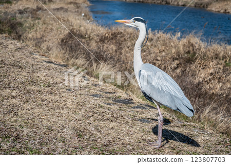 Grey Heron, Kamogawa River, Kyoto City 123807703