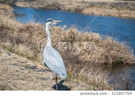 Grey Heron, Kamogawa River, Kyoto City Grey Heron, Kamogawa River, Kyoto City 123807704