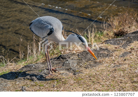Grey Heron, Kamogawa River, Kyoto City 123807707