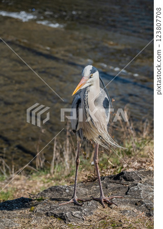 Grey Heron, Kamogawa River, Kyoto City 123807708