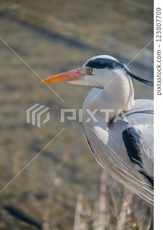 京都市灰鷺鴨川 123807709
