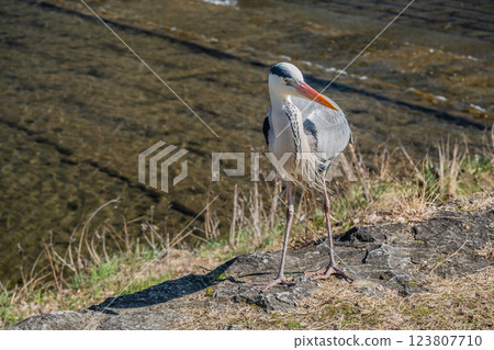 京都市灰鷺鴨川 123807710