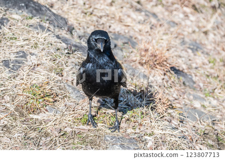 Crow (carrion crow) Crow (carrion crow) 123807713