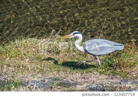 Grey Heron, Kamogawa River, Kyoto City 123807719