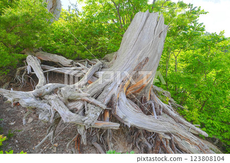 Kawahara Hare Hell Kawahara Hare Hell 123808104