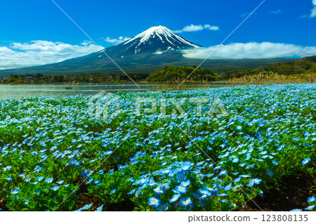從河口湖大石公園遠眺富士山,粉蝶盛開 從河口湖大石公園遠眺富士山,粉蝶盛開 123808135