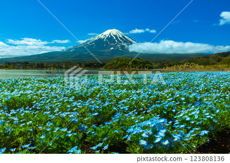 Mt. Fuji as seen from Oishi Park in Lake Kawaguchi with nemophila blooming 123808136