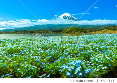Mt. Fuji as seen from Oishi Park in Lake Kawaguchi with nemophila blooming Mt. Fuji as seen from Oishi Park in Lake Kawaguchi with nemophila blooming 123808141