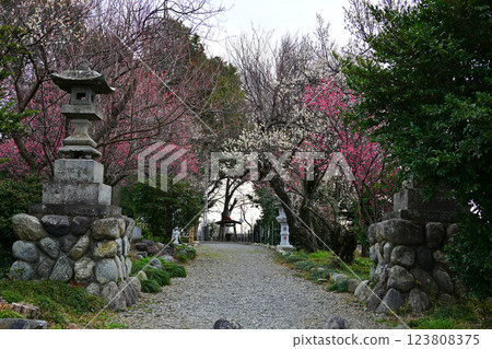 The arrival of early spring, Suganuma Tenjin Shrine, Fukaya City 123808375