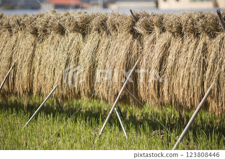 Drying the harvested rice 123808446