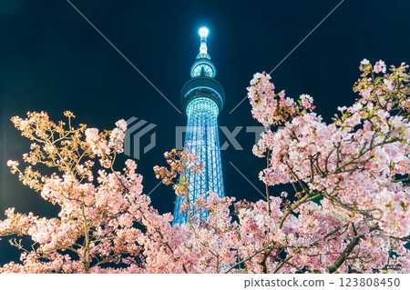 「東京」東京晴空塔與河津櫻花亮燈 「東京」東京晴空塔與河津櫻花亮燈 123808450