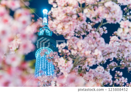 "Tokyo" Tokyo Skytree and Kawazu cherry blossoms illuminated "Tokyo" Tokyo Skytree and Kawazu cherry blossoms illuminated 123808452