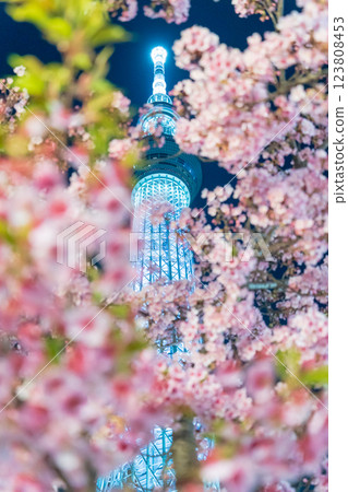 「東京」東京晴空塔與河津櫻花亮燈 「東京」東京晴空塔與河津櫻花亮燈 123808453
