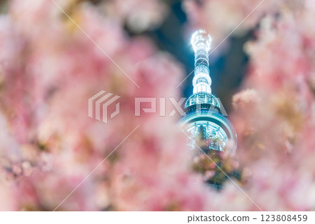 「東京」東京晴空塔與河津櫻花亮燈 「東京」東京晴空塔與河津櫻花亮燈 123808459