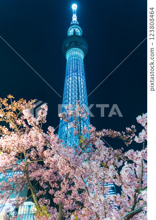 "Tokyo" Tokyo Skytree and Kawazu cherry blossoms illuminated "Tokyo" Tokyo Skytree and Kawazu cherry blossoms illuminated 123808464