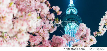 "Tokyo" Tokyo Skytree and Kawazu cherry blossoms illuminated "Tokyo" Tokyo Skytree and Kawazu cherry blossoms illuminated 123808472