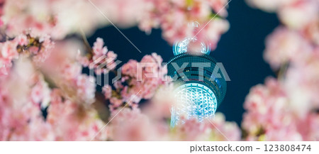 "Tokyo" Tokyo Skytree and Kawazu cherry blossoms illuminated "Tokyo" Tokyo Skytree and Kawazu cherry blossoms illuminated 123808474