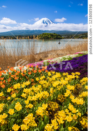 View of Mt. Fuji from Oishi Park in Lake Kawaguchi with spring flowers in bloom 123808598