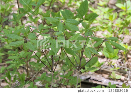 Kosi文胸 123808616