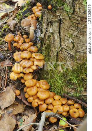 Senboniti megasa Senboniti megasa 123808626
