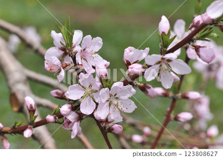 Peach blossoms Peach blossoms 123808627
