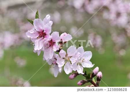 桃花 桃花 123808628