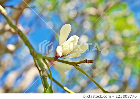 White Ogatamanoki flowers (spring, March) White Ogatamanoki flowers (spring, March) 123808770