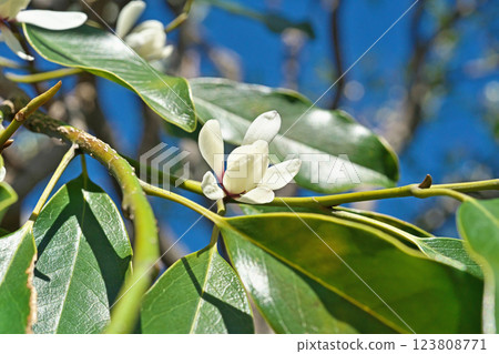 White Ogatamanoki flowers (spring, March) White Ogatamanoki flowers (spring, March) 123808771