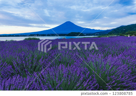 Lavender blooming at Oishi Park in Lake Kawaguchi and Mt. Fuji in summer, Kawaguchiko Town, Yamanashi Prefecture Lavender blooming at Oishi Park in Lake Kawaguchi and Mt. Fuji in summer, Kawaguchiko Town, Yamanashi Prefecture 123808785