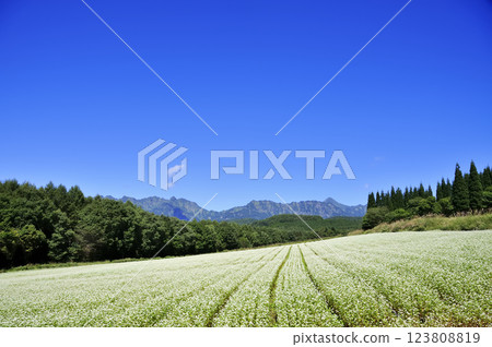 Buckwheat field 123808819