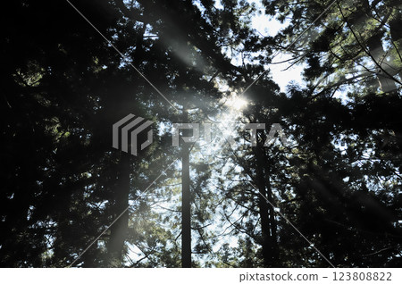 Sunbeams 123808822