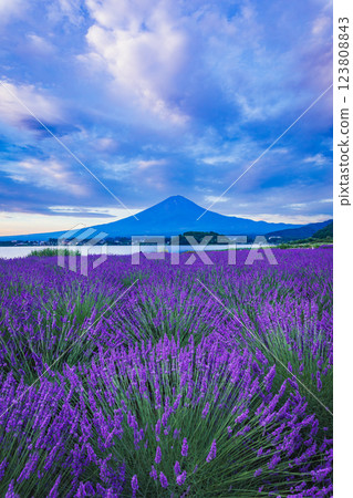 Lavender blooming at Oishi Park in Lake Kawaguchi and Mt. Fuji in summer, Kawaguchiko Town, Yamanashi Prefecture 123808843