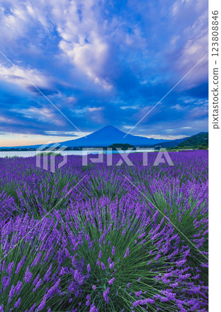 Lavender blooming at Oishi Park in Lake Kawaguchi and Mt. Fuji in summer, Kawaguchiko Town, Yamanashi Prefecture Lavender blooming at Oishi Park in Lake Kawaguchi and Mt. Fuji in summer, Kawaguchiko Town, Yamanashi Prefecture 123808846