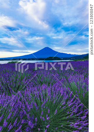 Lavender blooming at Oishi Park in Lake Kawaguchi and Mt. Fuji in summer, Kawaguchiko Town, Yamanashi Prefecture 123808847